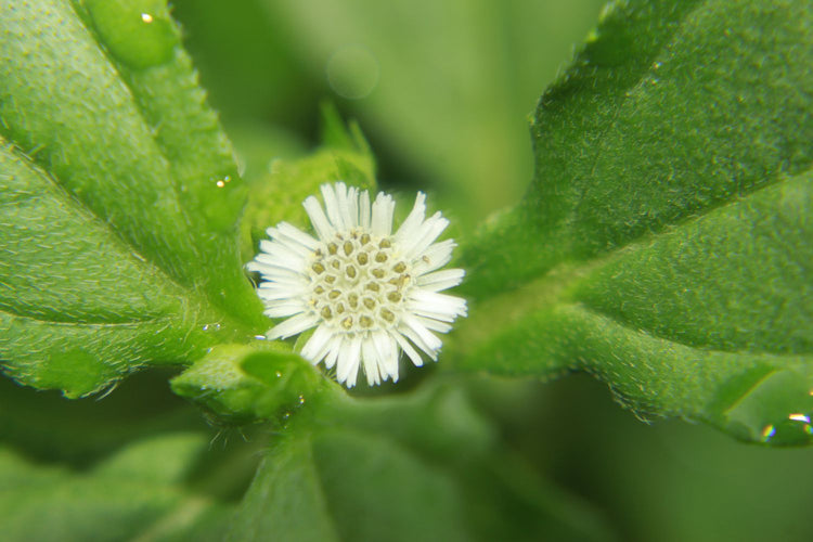 Bhringraj