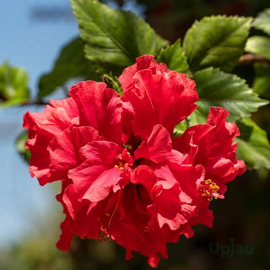 Hibiscus