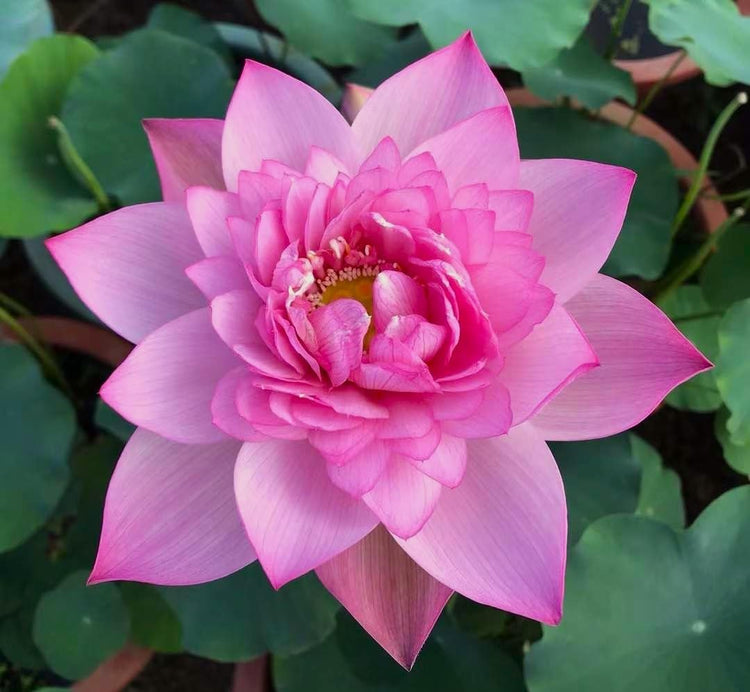 Lotus