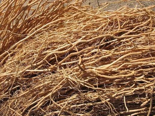 Vetiver